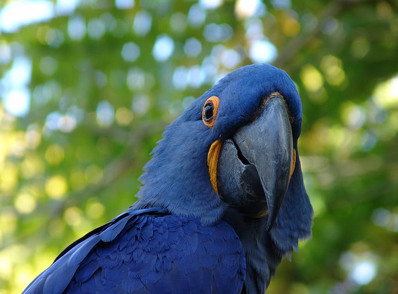 Blue Parrot, birds, blue, parrot, HD wallpaper