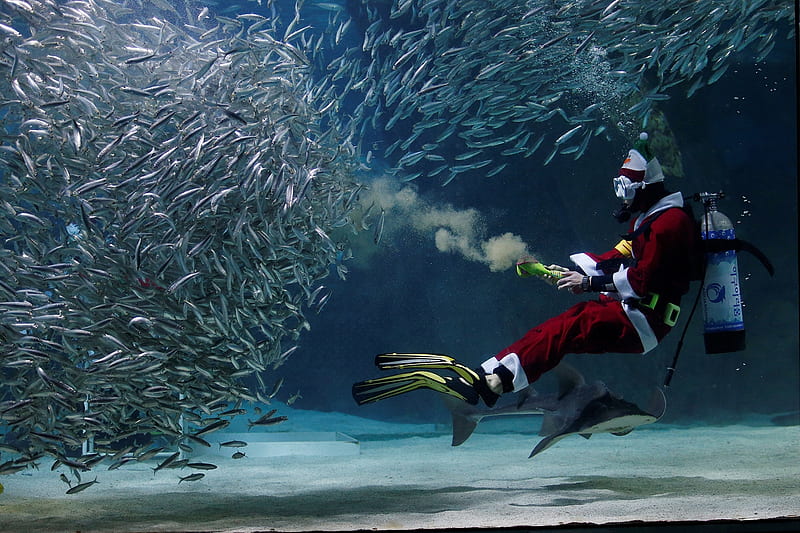 Diver Santa with the sardines, Claus, Sardines, Santa, Diver, HD wallpaper