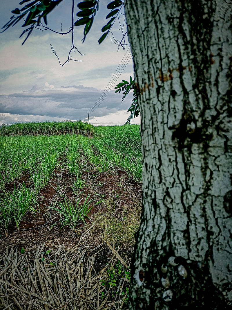 4K free download | The farm, autumn, autumn, best wall paper, natural