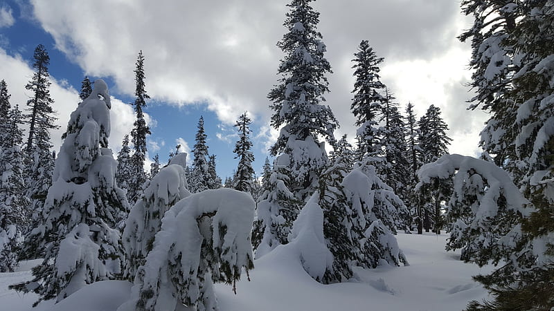 Deep Snow, Snow-Shoeing, Lake Alpine, Snow, Winter, HD wallpaper