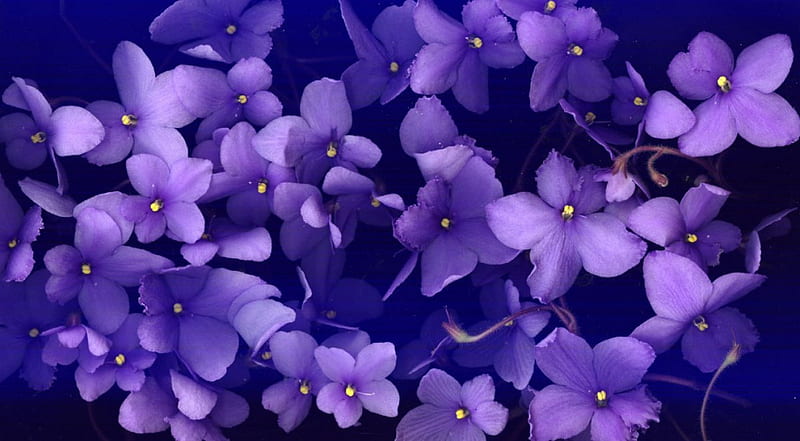 HD wallpaper lilac purple violet flower floral spring plant flowers   Wallpaper Flare