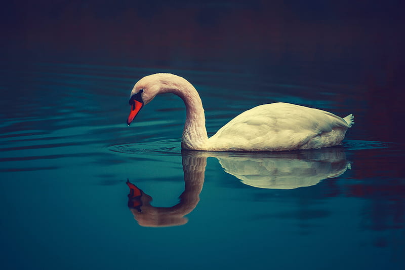 swan, bird, water, swim, beak, HD wallpaper