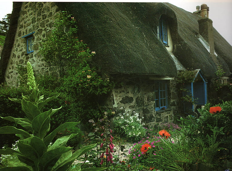 Marvelous Cottage, plant cover, grow over, cornwall, house, HD wallpaper