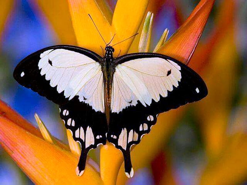 Black trim, black, white, butterfly, orange, HD wallpaper