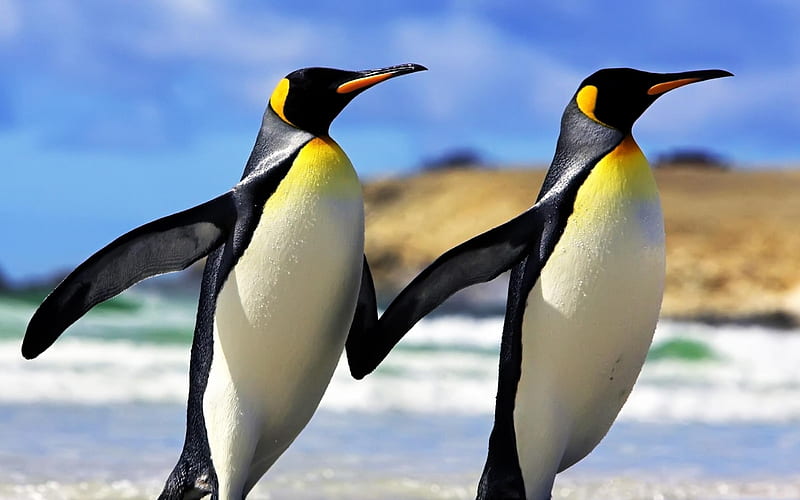 Emperor Penguins-Animal selection, HD wallpaper
