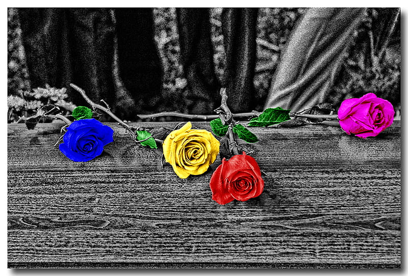 Rosas perdidas, rojas, bw, magenta, amarillas, rosas, azules, Fondo de  pantalla HD | Peakpx
