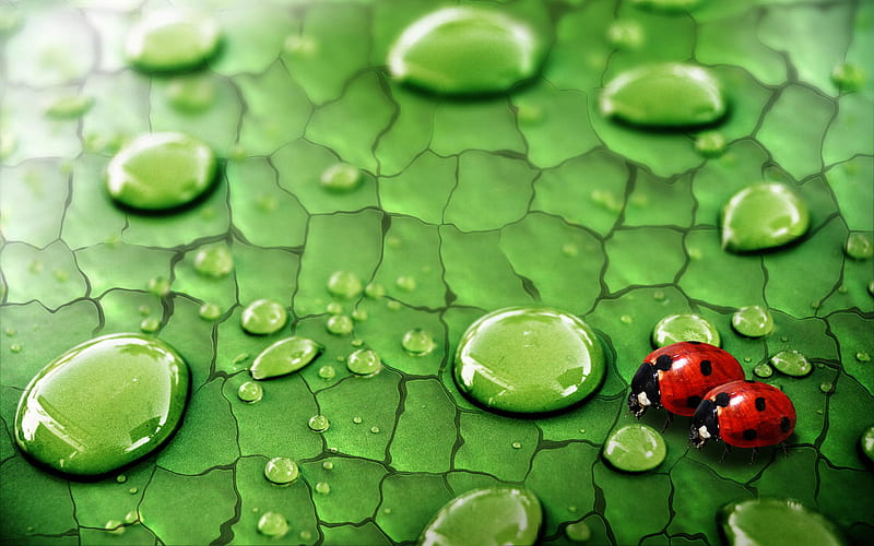 Beauty, red, pretty, drop, clear, cg, bonito, drops, abstract, sweet, cute,  nice, HD wallpaper | Peakpx
