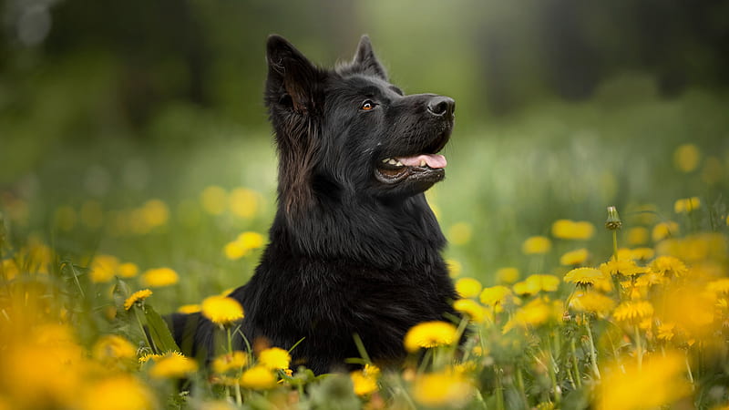 Black German Shepherd Dog Pet Is Sitting In Yellow Dandelion Field Dog, HD wallpaper