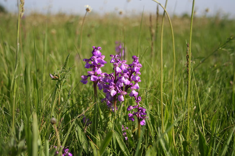 Early Purple Orchids, orchis, early purple orchid, orchid, flower, meadow, HD wallpaper
