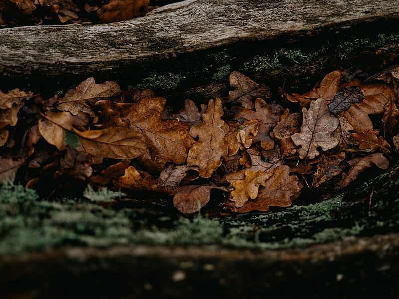 brown dried leaves on brown wooden log, HD wallpaper