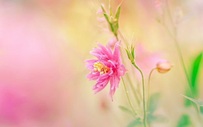 Flower, Columbine, bokeh, pink, HD wallpaper