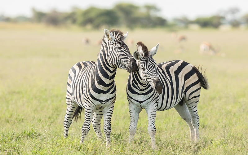zebras, wildlife, wild animals, small zebras, Africa, savannah, HD wallpaper