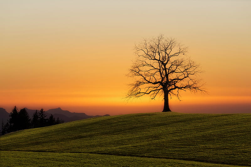 bare tree during sunset, HD wallpaper