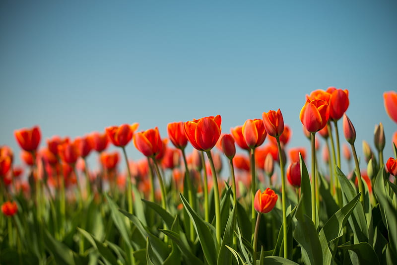 tulip, flowers, flowerbed, spring, HD wallpaper
