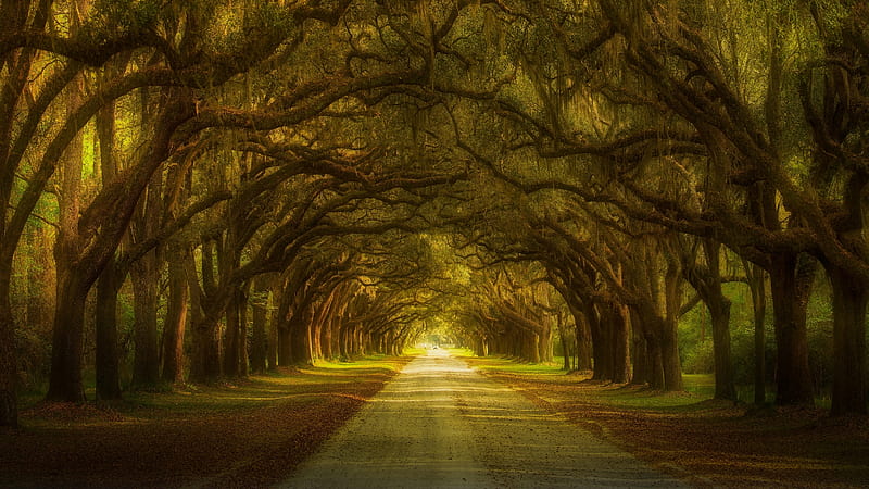 Greenery Path, HD wallpaper Greenery Path, HD wallpaper