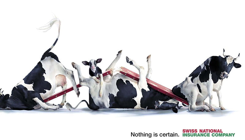 Cows, funny, holstein, falling, HD wallpaper