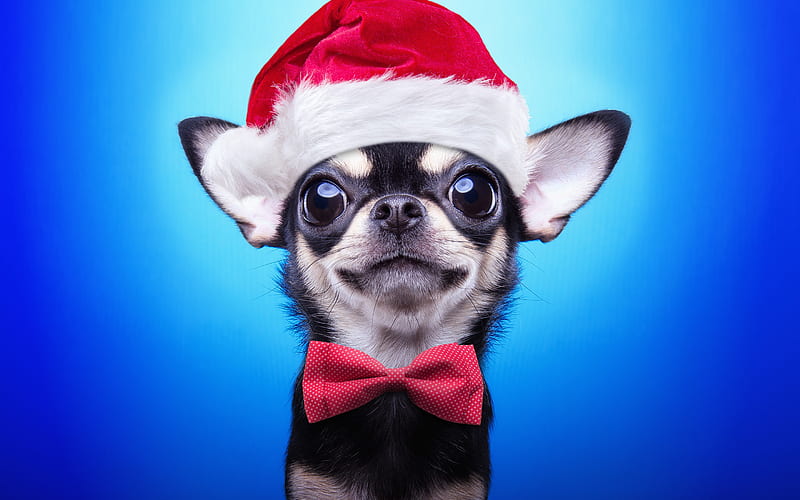 Chihuahua, Santa Claus, New Year, Christmas, red Santa hat, cute animals, dogs, HD wallpaper