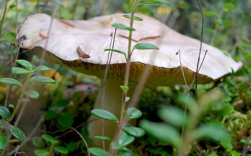Toad Stool, mushroom, fungus, forest, HD wallpaper