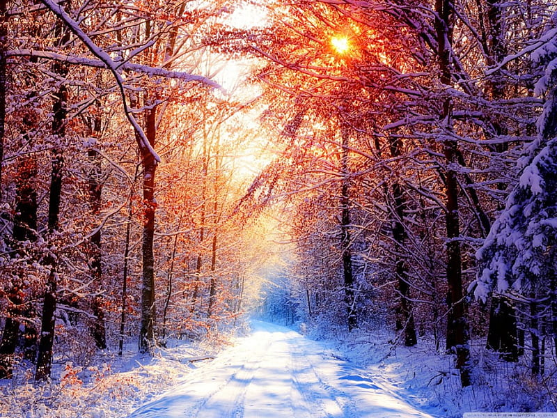 Winter Scenes, nature, scenes winter, HD wallpaper