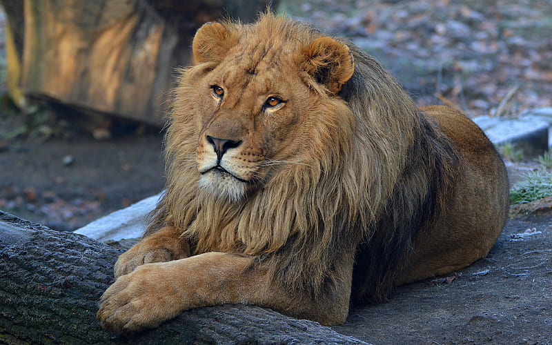 Beard Lion, lion, animals, HD wallpaper
