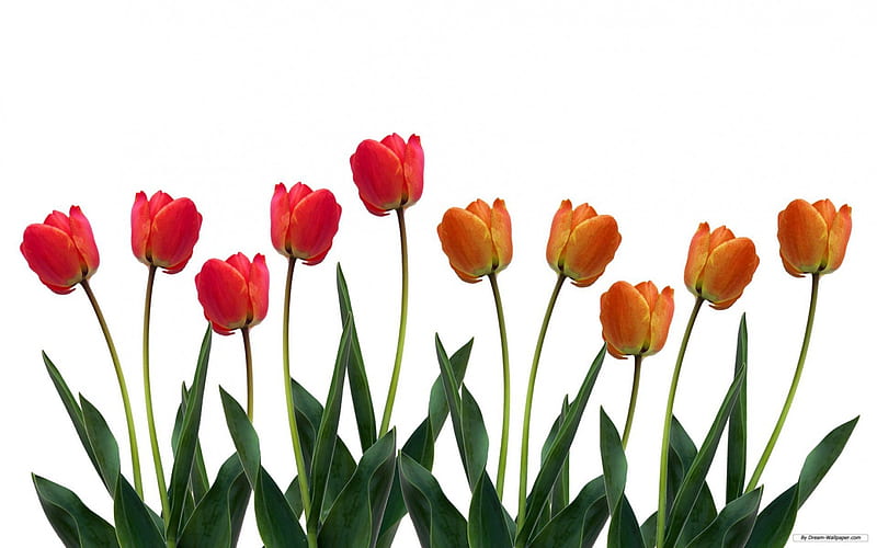 Tulips, red, hue, orange, yellow, bonito, happy awesome, flowers, color, nature, HD wallpaper