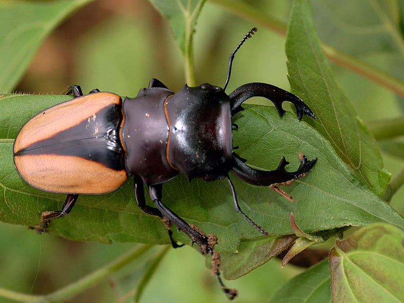 stag beetle, bugs, beetle, insects, HD wallpaper