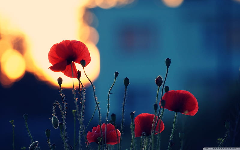 poppies in the sunset-Flowers graphy, HD wallpaper