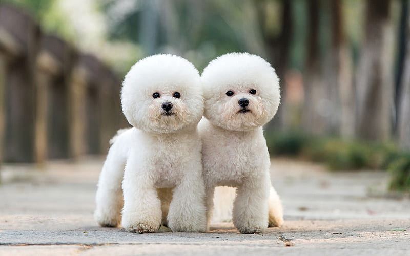Poodle Dogs, pets, funny dogs, white Poodle, dogs, cute animals, Poodle, HD wallpaper