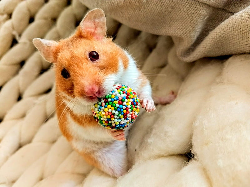 Gumball Hamster , cute, mouse, pets, sprinkles, HD wallpaper