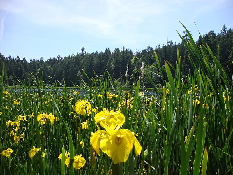 Yellow Irises, water, flowers, irises, marsh, iris, HD wallpaper