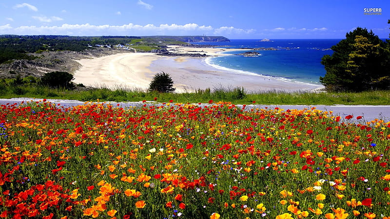 Flowery Beach, colorful, ocean, spring, sky, sea, beach, flowers, nature, petals, road, scenery, landscape, HD wallpaper