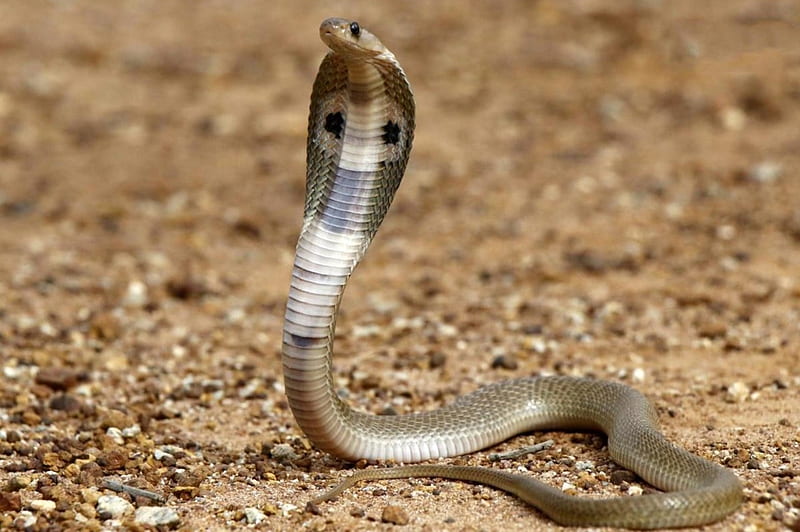 Indian Cobra, cobra, reptile, snake, indian, HD wallpaper | Peakpx