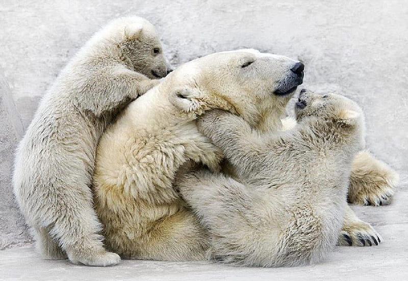 polar bears having fun, cute, bears, animals, alaska, HD wallpaper