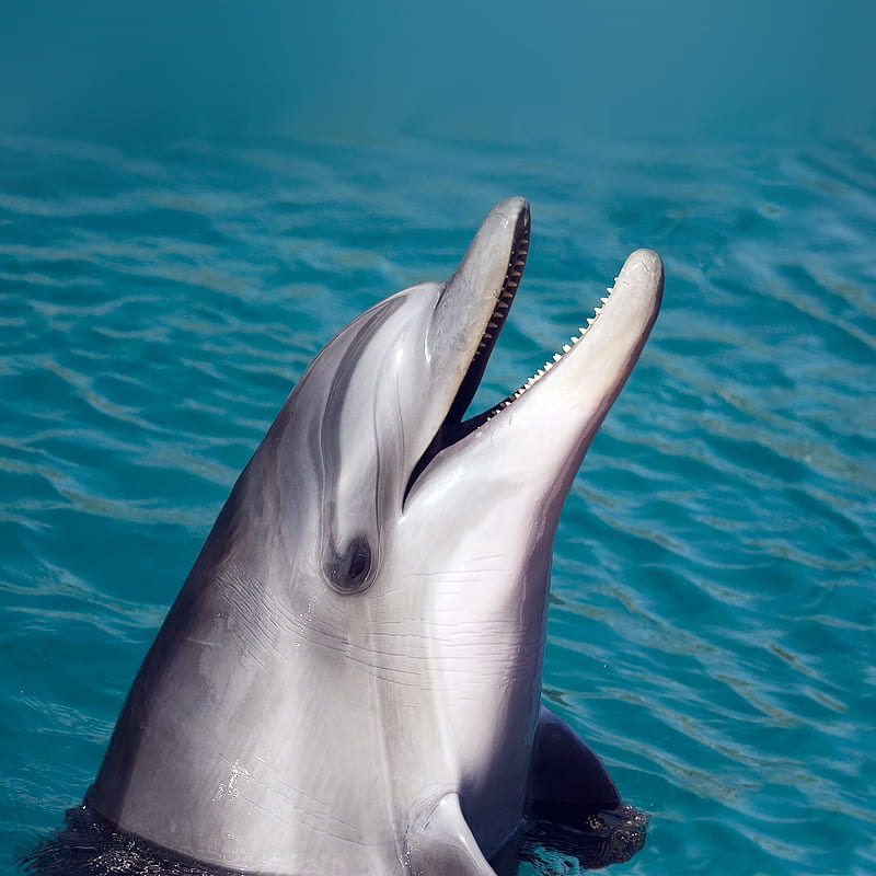 DOLPHIN, dolphins, blue, sea, ocean, cute, background, HD phone wallpaper