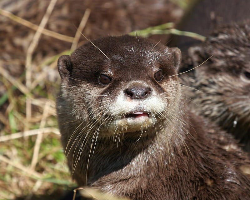 Otter, water, animals, HD wallpaper | Peakpx