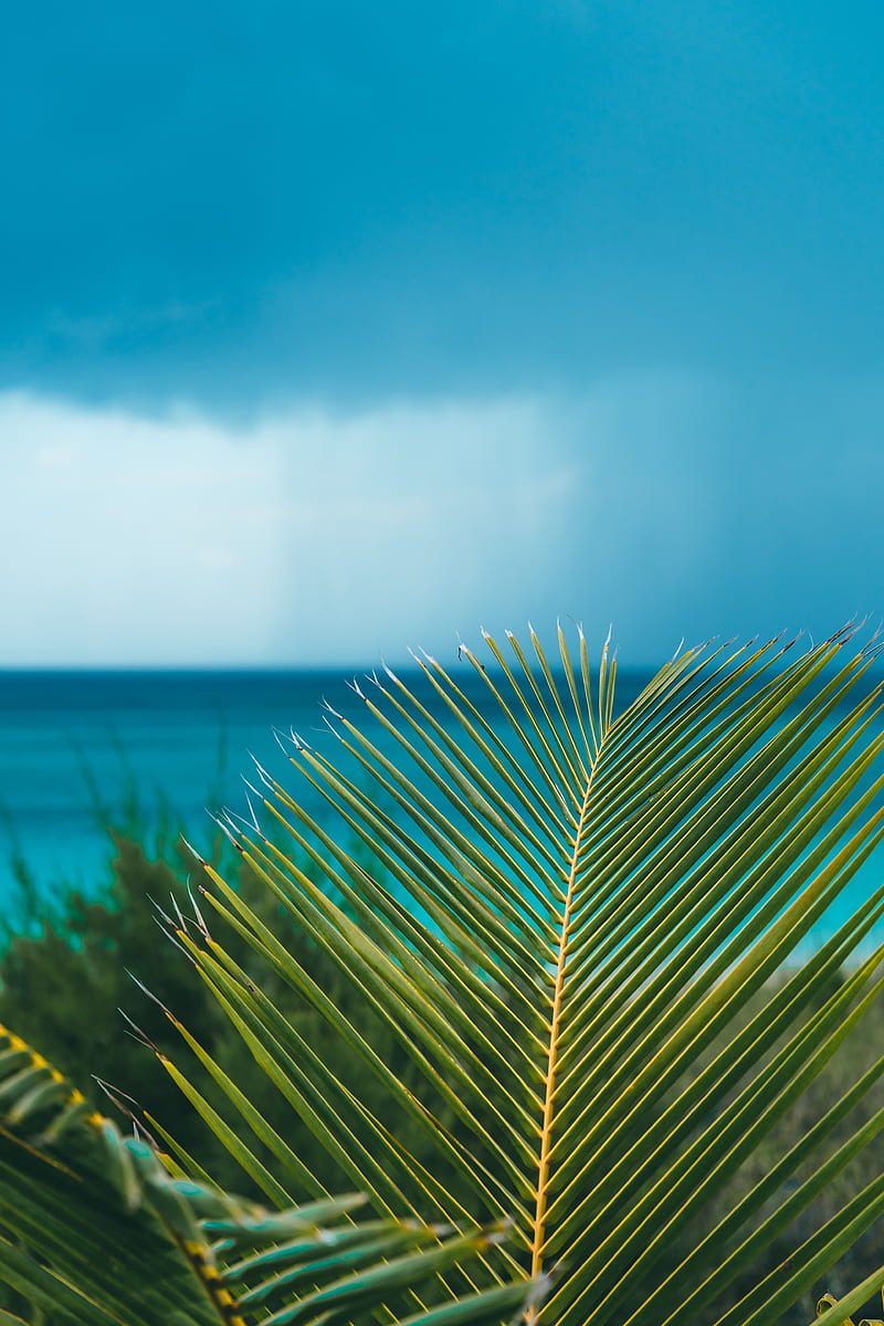 palm, branch, leaves, ocean, shore, horizon, HD phone wallpaper
