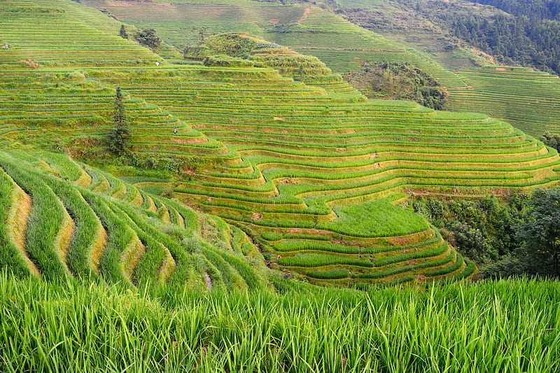 Banaue Rice Terraces, Philippines, HD wallpaper
