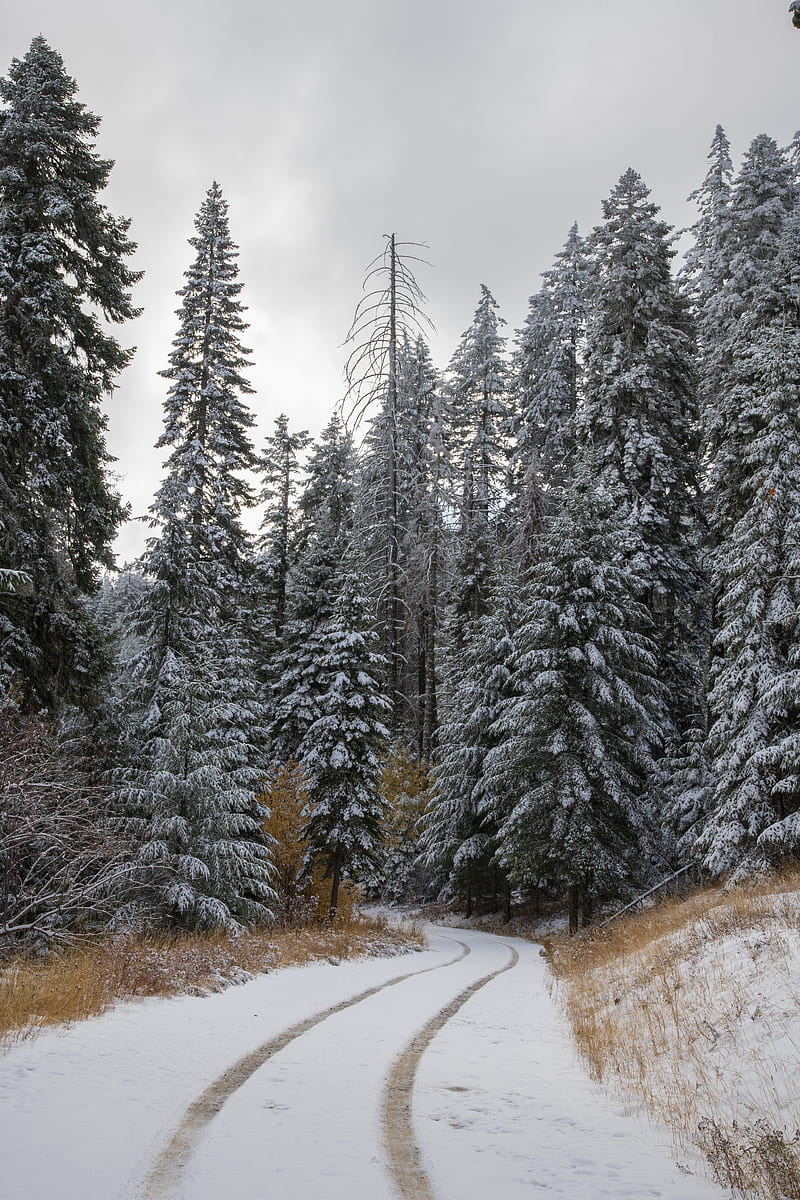road, trees, snow, forest, winter, HD phone wallpaper