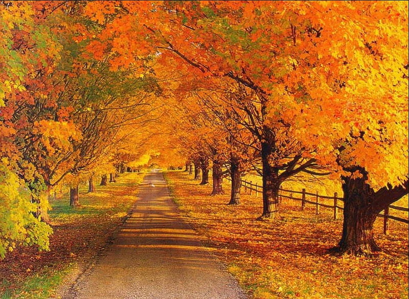 golden autumn, colorful, fall, autumn, golden, trees, leaves, day, walk, road, HD wallpaper