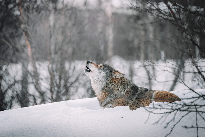 wolf, howl, predator, snow, wildlife, HD wallpaper