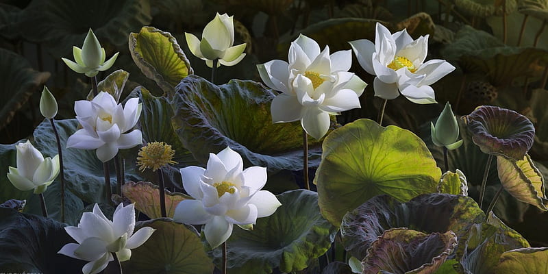 Lotuses, art, fantasy, lotus, luminos, duong quoc dinh, green, flower, white, HD wallpaper