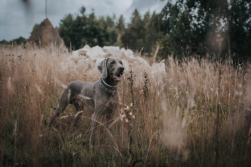 weimaraner, dog, grass, walk, HD wallpaper