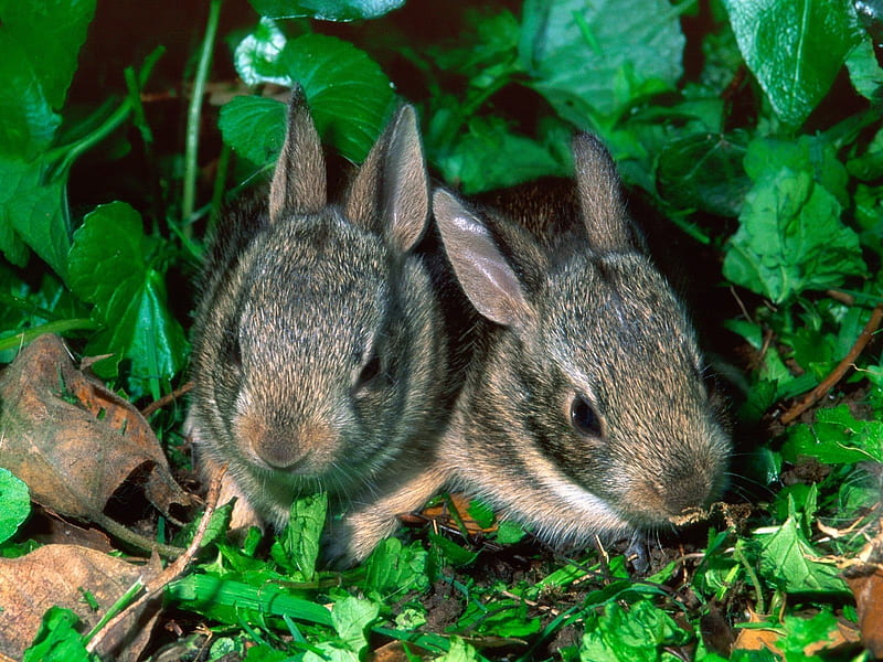Grey rabbits, cute, forest, rabbit, rodent, HD wallpaper