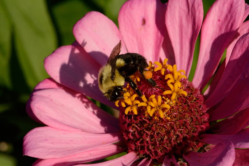 busy lil bee, busy bee, honeybee, worker bee, carpenter bee, HD wallpaper
