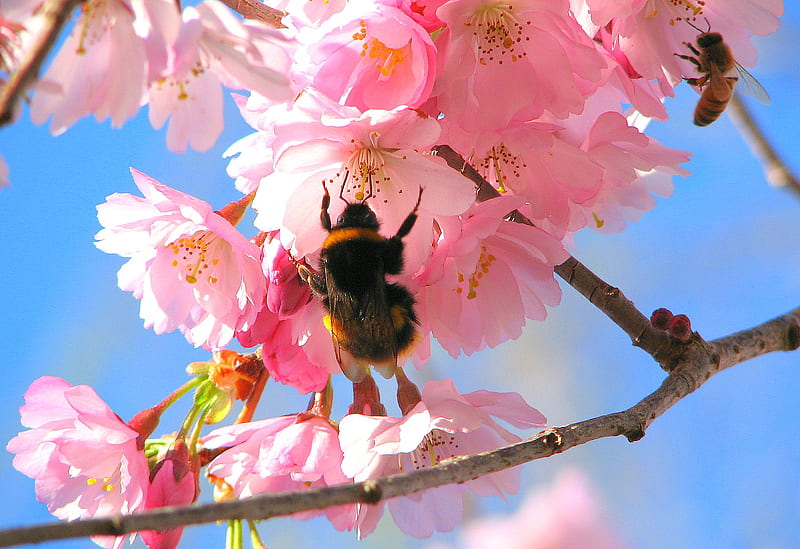 Bumble Bee On Pink Blossom, wings, bumble bee, bugs, black, sky, tree, blossom, flower, pollen, pink, animals, insects, HD wallpaper