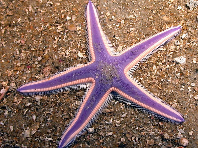 purple starfish, pretty, wet, fish, ocean, starfish, sea, sand, water, purple, beauty, pink, HD wallpaper