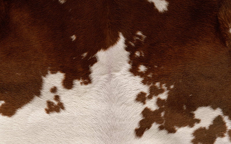 Texture, cow, brown, skin, white, fur, HD wallpaper