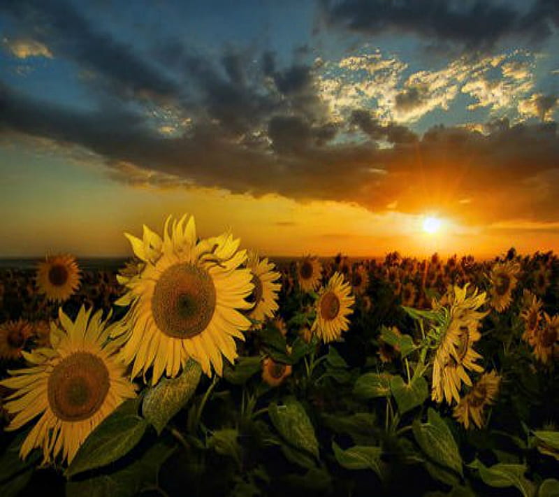Sunflowers, 2012, bonito, birds, cool, cute, nature, new, rose, sun, sunflower, HD wallpaper