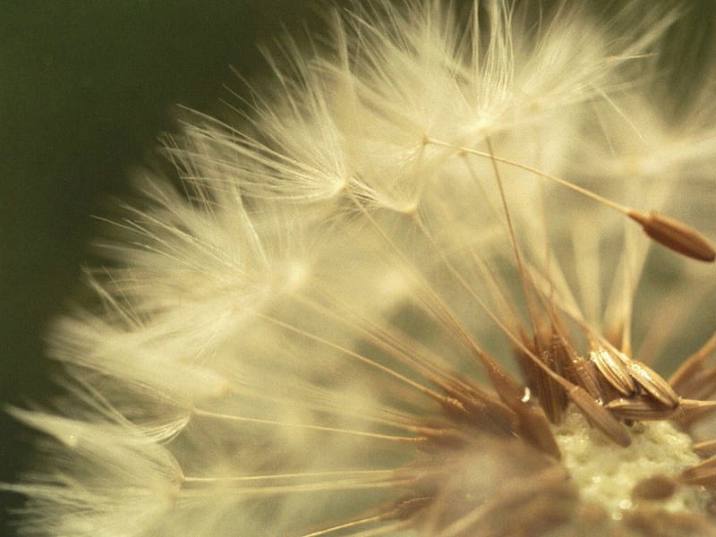 SOFT , pretty, lovely soft, seeds, dandelion, close up, macro, flowers, nature, HD wallpaper