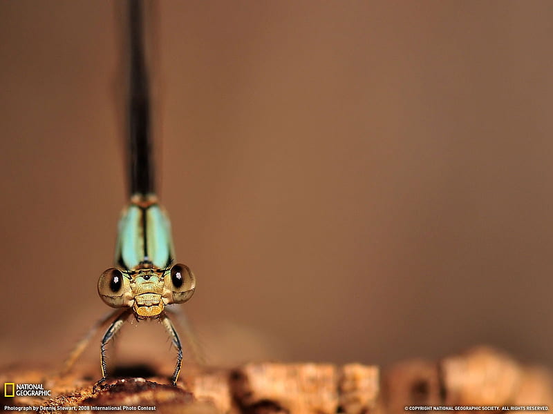 damselfly- National Geographic selected, HD wallpaper